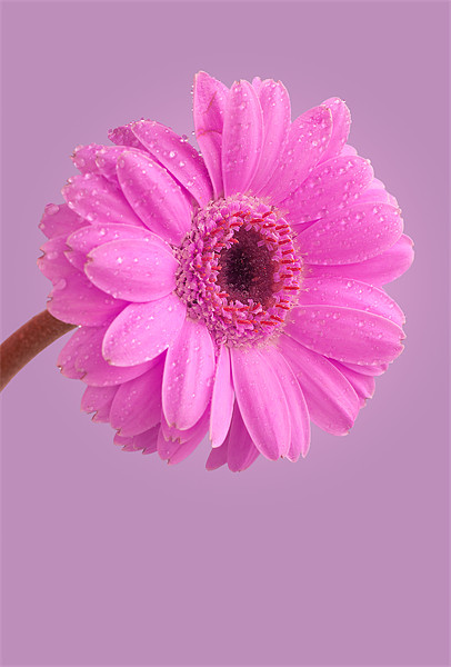 Pink Gerbera Picture Board by John Edwards