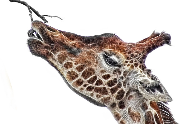 Fractal Giraffe Picture Board by John Edwards