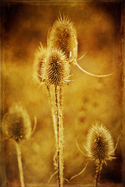 Teasel group Picture Board by John Edwards