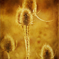 Buy canvas prints of Teasel group by John Edwards