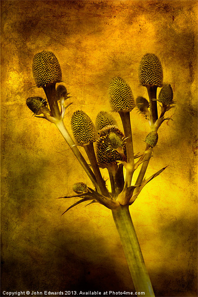 Eryngium Gold Picture Board by John Edwards