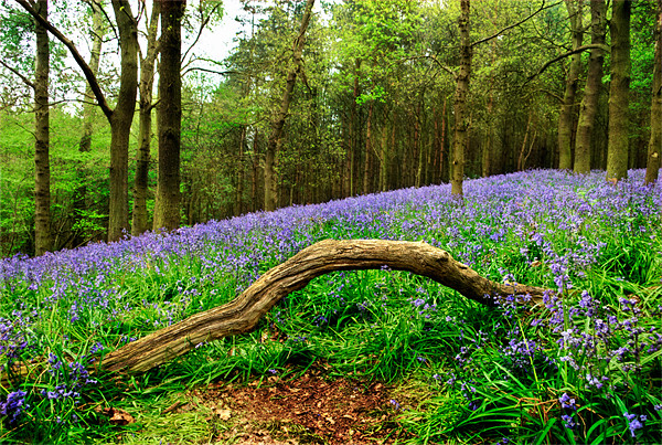 Natural Arch and Bluebells Picture Board by John Edwards