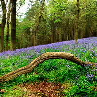 Buy canvas prints of Natural Arch and Bluebells by John Edwards
