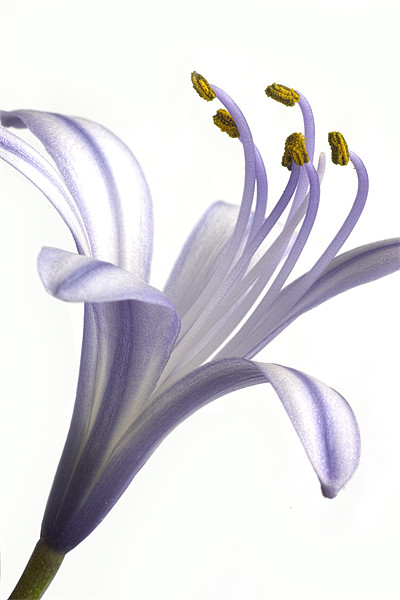 Agapanthus africanus 'Star' Picture Board by John Edwards