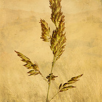 Buy canvas prints of Meadow Grass by John Edwards