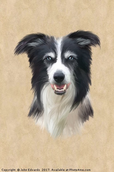 Border Collie Picture Board by John Edwards