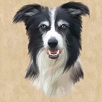 Buy canvas prints of Border Collie by John Edwards