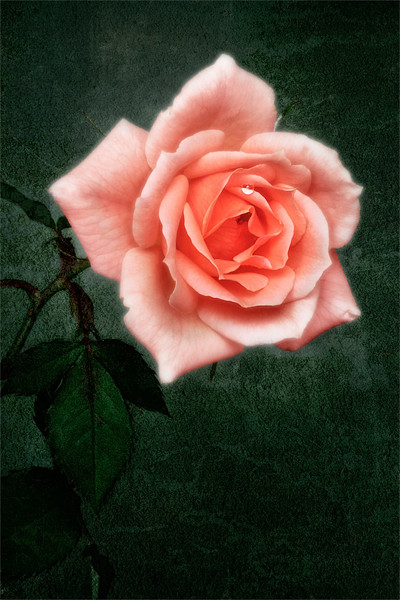 Hybrid Tea Rose variety Congratulations Picture Board by John Edwards