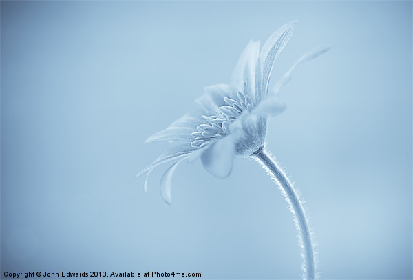 Anemone blanda Cyanotype Picture Board by John Edwards