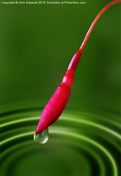 Fuchsia bud and droplet Picture Board by John Edwards