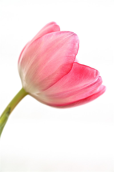 Tulip 'Acropolis' Picture Board by John Edwards