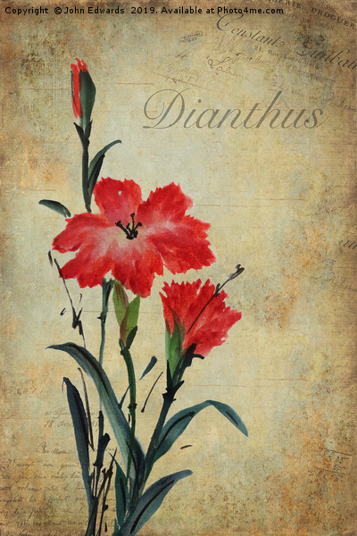Dianthus Picture Board by John Edwards