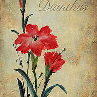 Buy canvas prints of Dianthus by John Edwards