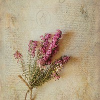Buy canvas prints of Calluna vulgaris by John Edwards