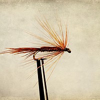 Buy canvas prints of Pheasant Tail Dry Fly by John Edwards