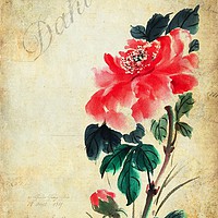Buy canvas prints of Dahlia by John Edwards