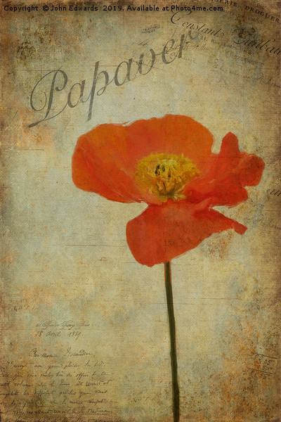 Papaver Picture Board by John Edwards