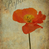 Buy canvas prints of Papaver by John Edwards