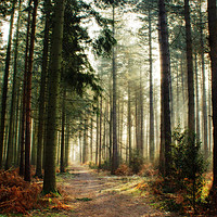 Buy canvas prints of A walk through the pines by John Edwards