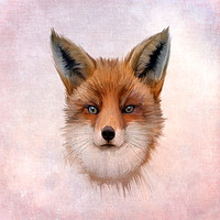 Buy canvas prints of Red Fox (Vulpes vulpes) by John Edwards
