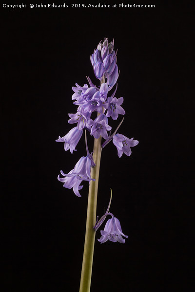 Spanish Bluebell (Hyacinthoides hispanica)  Picture Board by John Edwards