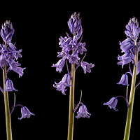 Buy canvas prints of Bluebell Trio by John Edwards
