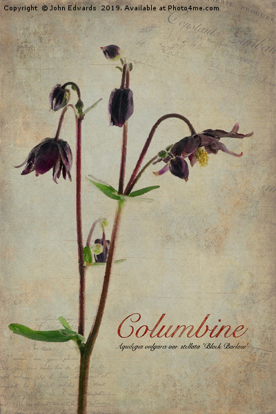 Columbine Picture Board by John Edwards