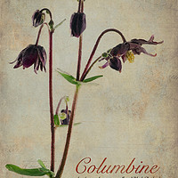 Buy canvas prints of Columbine by John Edwards