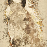 Buy canvas prints of Pony  by John Edwards