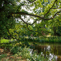 Buy canvas prints of Tree Shaded Pool, Middleton, Warwickshire  by John Edwards