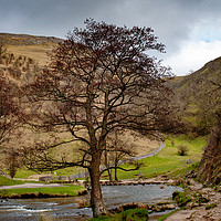 Buy canvas prints of The Tree in the Dove by John Edwards