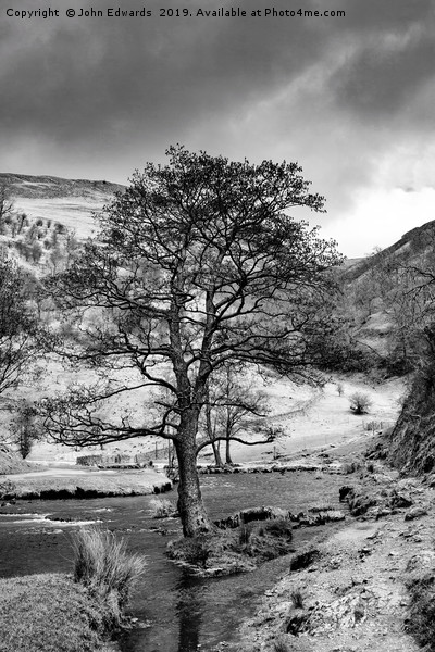 The Tree in the Dove Monochrome  Picture Board by John Edwards