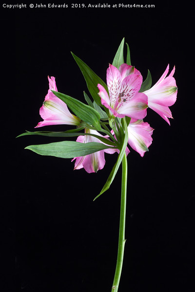 Alstroemeria ‘Light Pink’ Picture Board by John Edwards