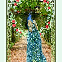 Buy canvas prints of Peacock by John Edwards