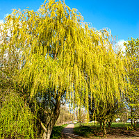 Buy canvas prints of The Path Through The Willows by John Edwards