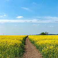 Buy canvas prints of The Path to Bosworth Field by John Edwards