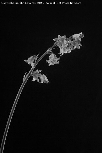 Hyacinthoides hispanica Picture Board by John Edwards