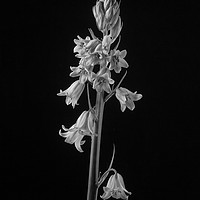 Buy canvas prints of Spanish Bluebell (Hyacinthoides hispanica)  by John Edwards