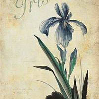 Buy canvas prints of Iris by John Edwards