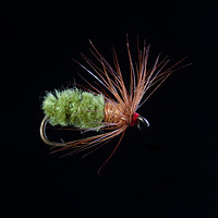 Buy canvas prints of Green Caddis Nymph Trout Fly by John Edwards