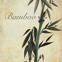 Buy canvas prints of Bamboo by John Edwards