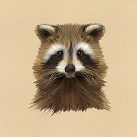 Buy canvas prints of Raccoon by John Edwards