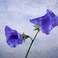 Buy canvas prints of Sweet Peas by John Edwards