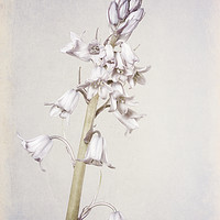 Buy canvas prints of Graceful Spanish Bluebell by John Edwards