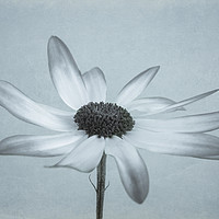 Buy canvas prints of Elegant Senetti Pericallis Flower by John Edwards