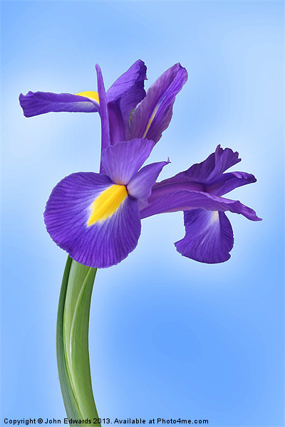 Iris reticulata Harmony Picture Board by John Edwards