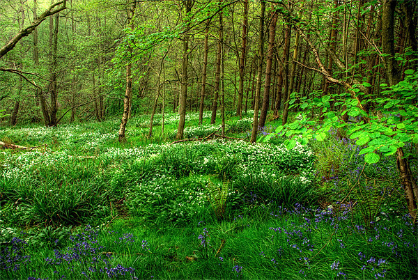 Ramsons and Bluebells Picture Board by John Edwards