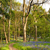 Buy canvas prints of Bluebells at Bentley, North Warwickshire by John Edwards