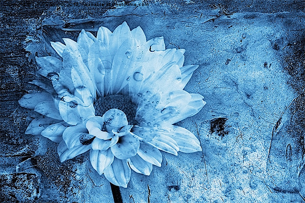 Iced Blue Picture Board by John Edwards