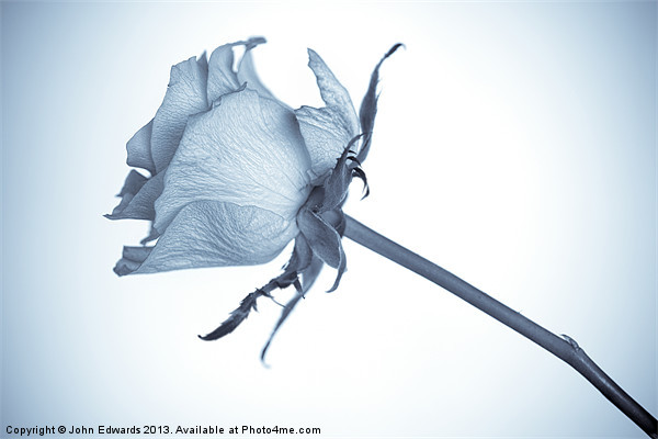 Cyanotype Rose Picture Board by John Edwards